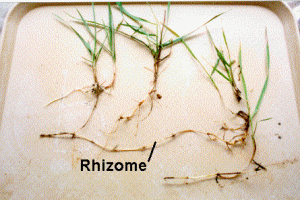 Rhizome-picture
